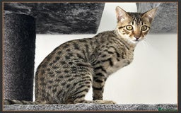 Savannah cats for sale: Dramatically reduced and ready F5 SBT Savannahs in Bingley - Image 20