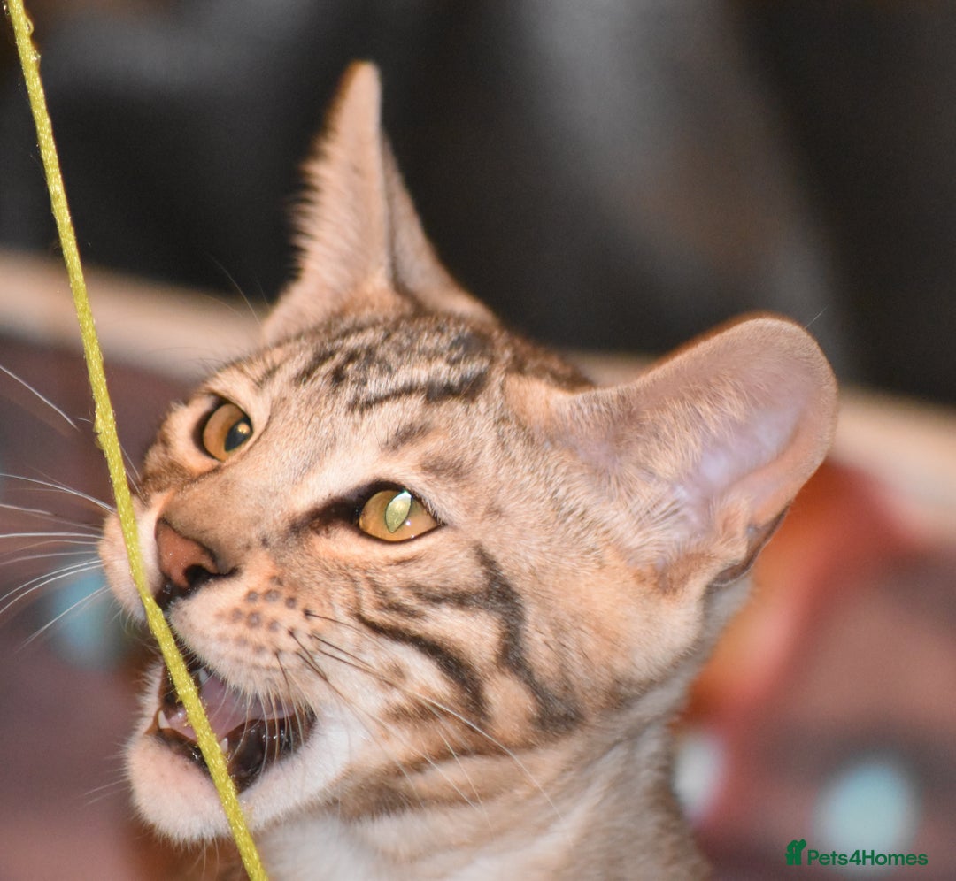 Toyger cats for sale: TWO STUNNING WILD LOOKING TOYGER CUBS - Advert 15