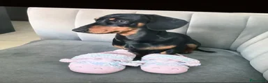 Miniature Dachshund 1