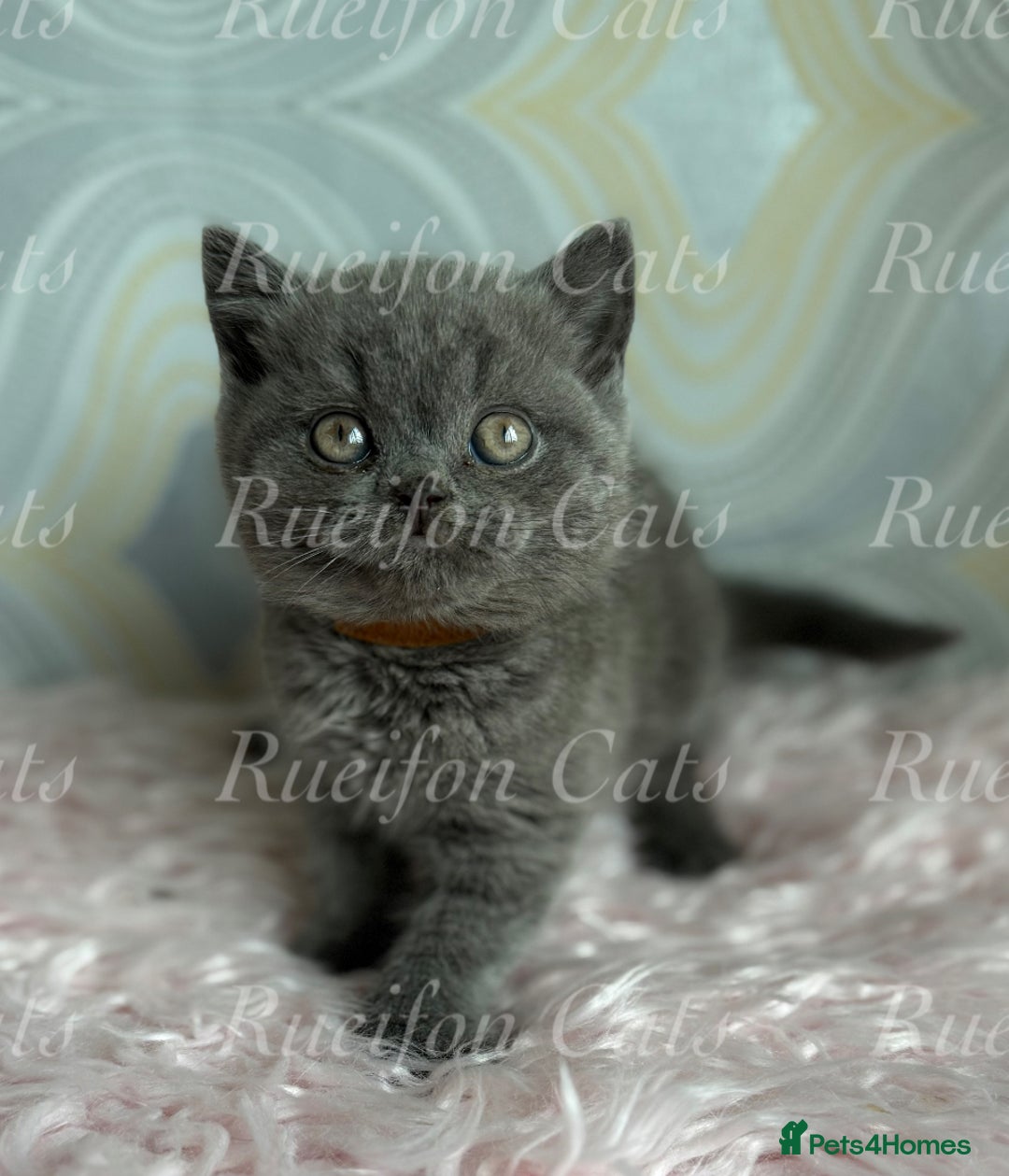 British Shorthair cats for sale: Adorable British Shorthair kittens GCCF registered - Image 4