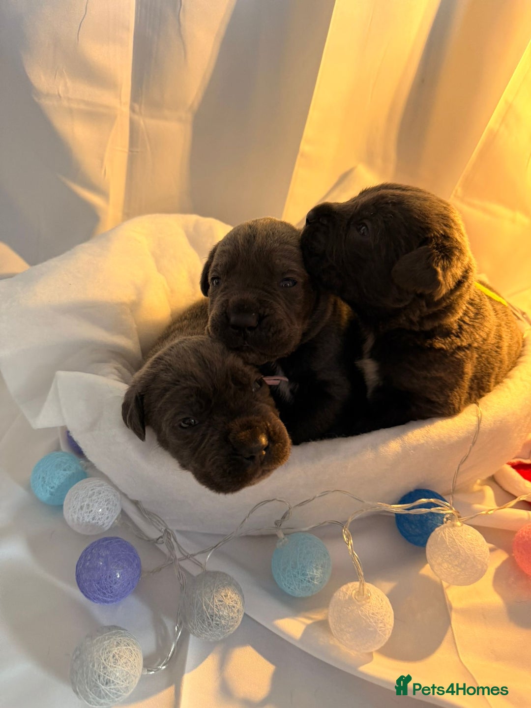 Cane Corso dogs for sale: Pure Cane Corso’s 🐶 - Advert 7