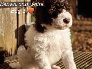 Labradoodle dogs Curly Coated Hypo-Allergenic Labradoodle Puppies - Advert 8