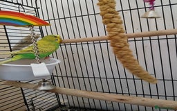 Budgerigars birds for sale: 7 month old Green female budgie  - Image 2