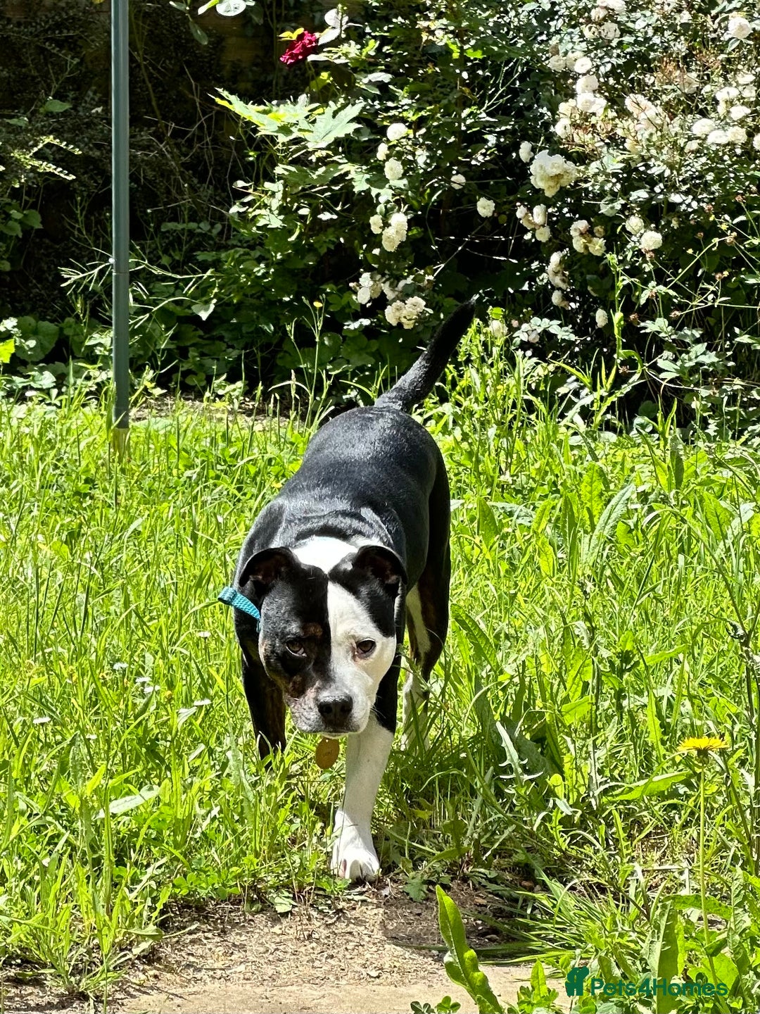 Staffordshire Bull Terrier dogs for sale: Gorgeous Soppy Staffy Looking For His Next Home - Advert 6