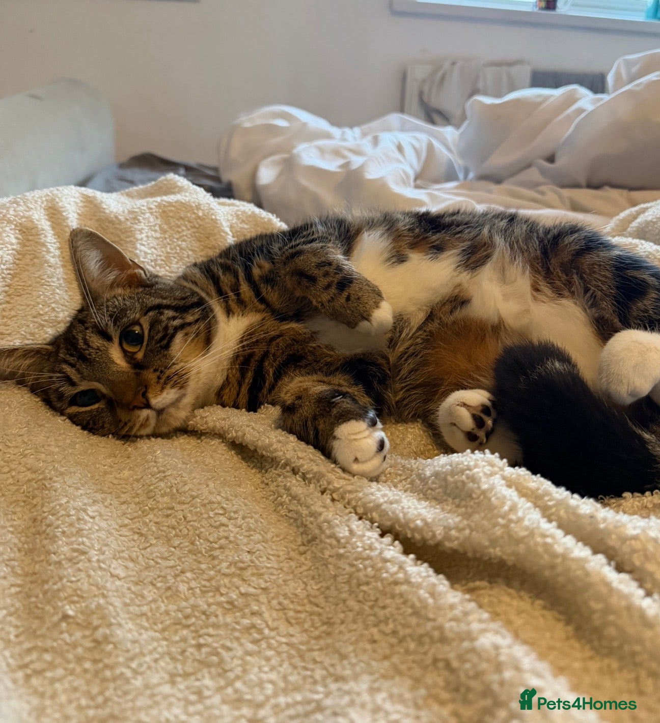Mixed Breed cats Our beautiful girl is in need of a new home - Advert 2