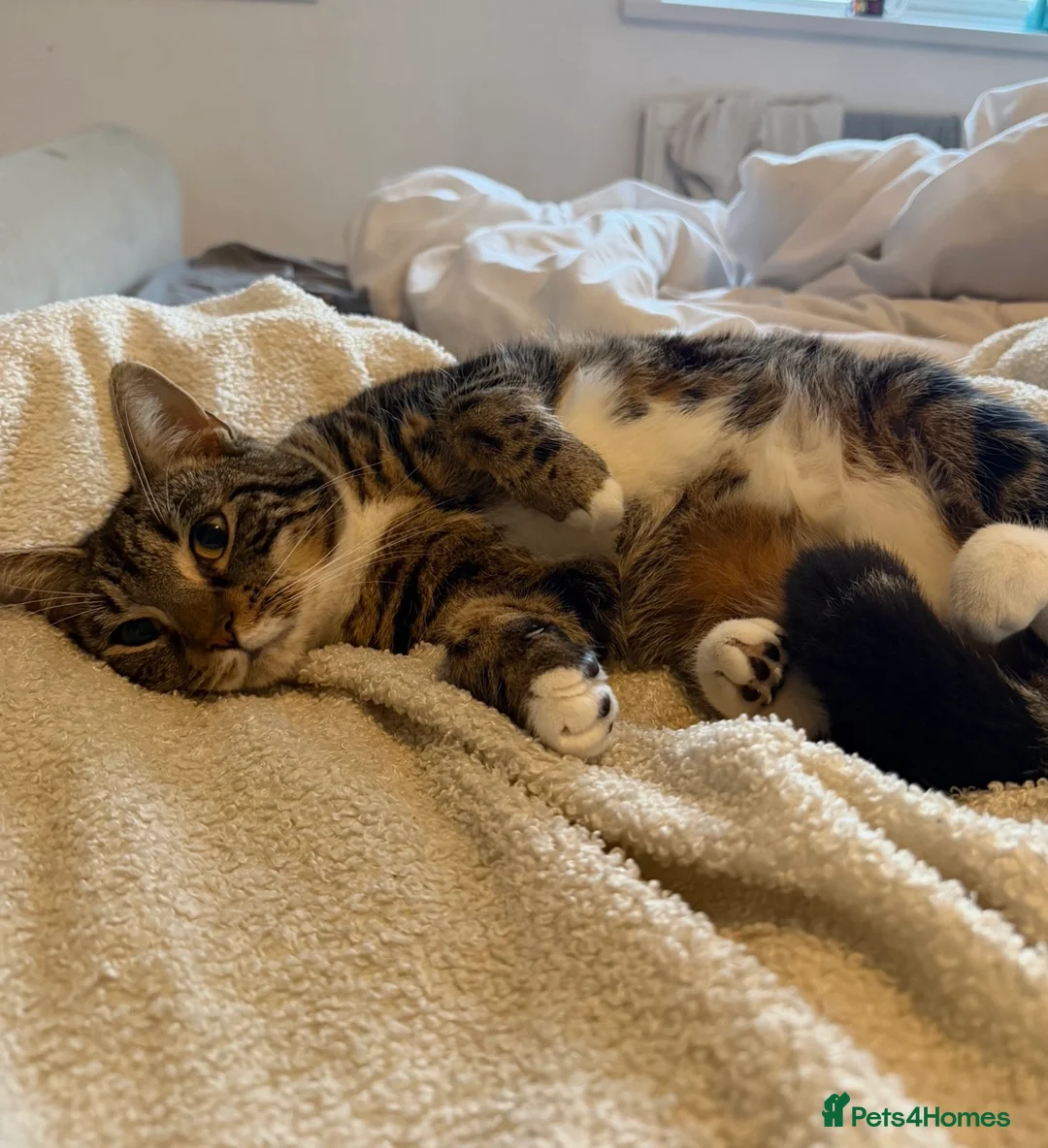 Mixed Breed cats for sale: Our beautiful girl is in need of a new home  - Advert 1