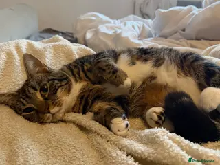 Mixed Breed cats Our beautiful girl is in need of a new home - Advert 2