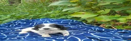 English Setter dogs for adoption: Mara's pups -4x male 4x female English Setter pups - Advert 13