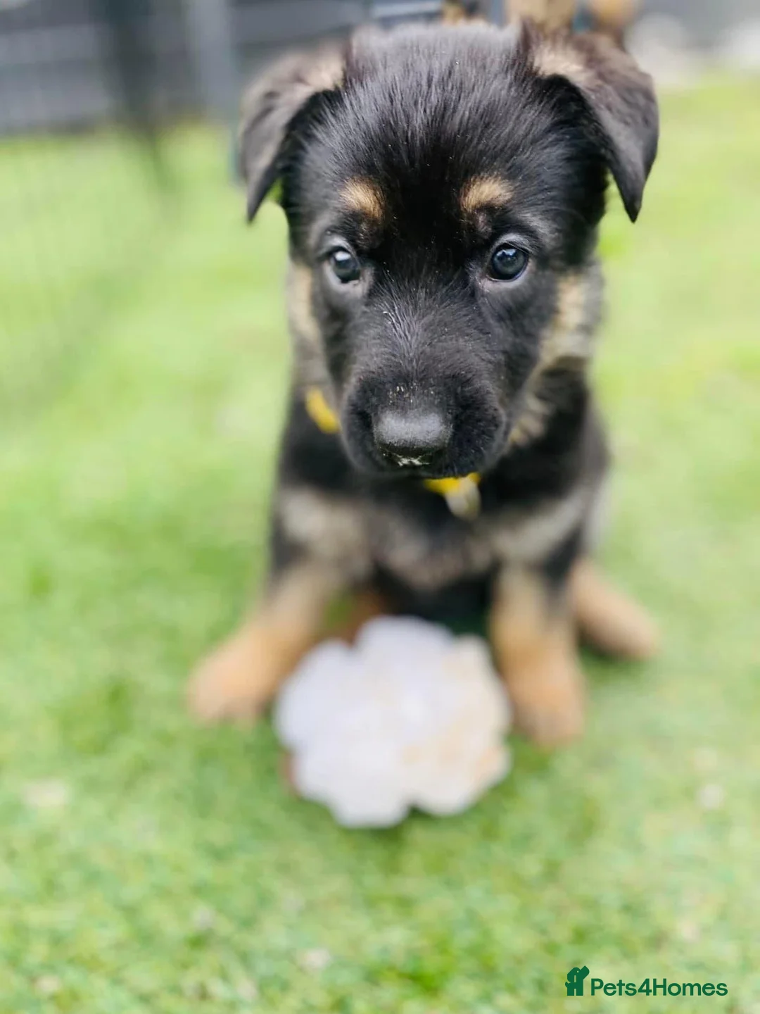 German Shepherd dogs for sale: Beautiful German Shepherd Puppies – Boys and Girls in Ipswich - Advert 4