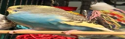 Budgerigars birds for sale: NON-FLYERS  Pair of Budgies – £40 for the pair - Advert 4