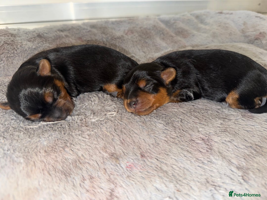 Yorkiepoo dogs for sale: Adorable yorkiepoo puppies ❤️ - Image 11