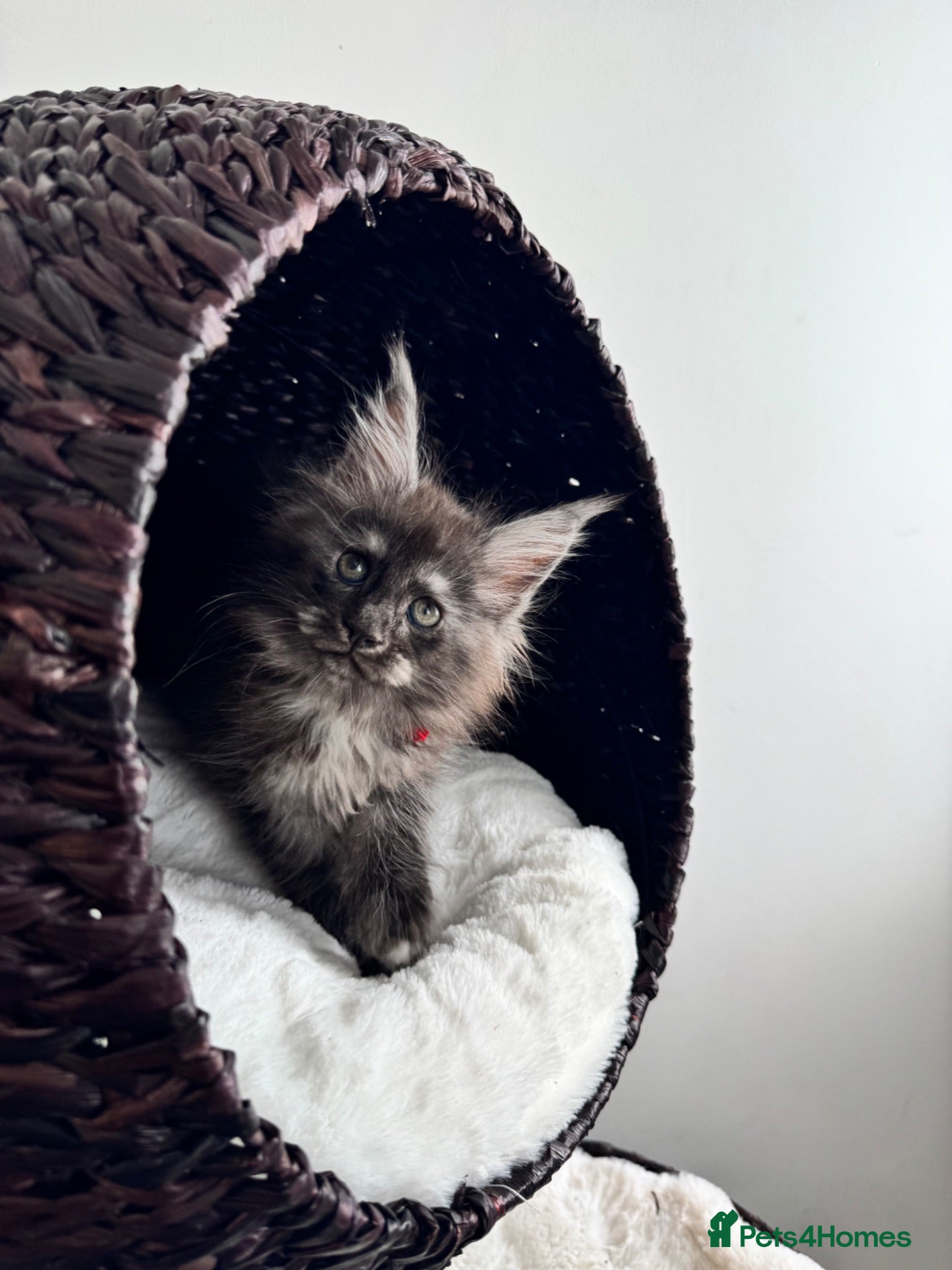 Maine Coon cats Black Smoke XL Maine Coon Female TICA Registered - Advert 7