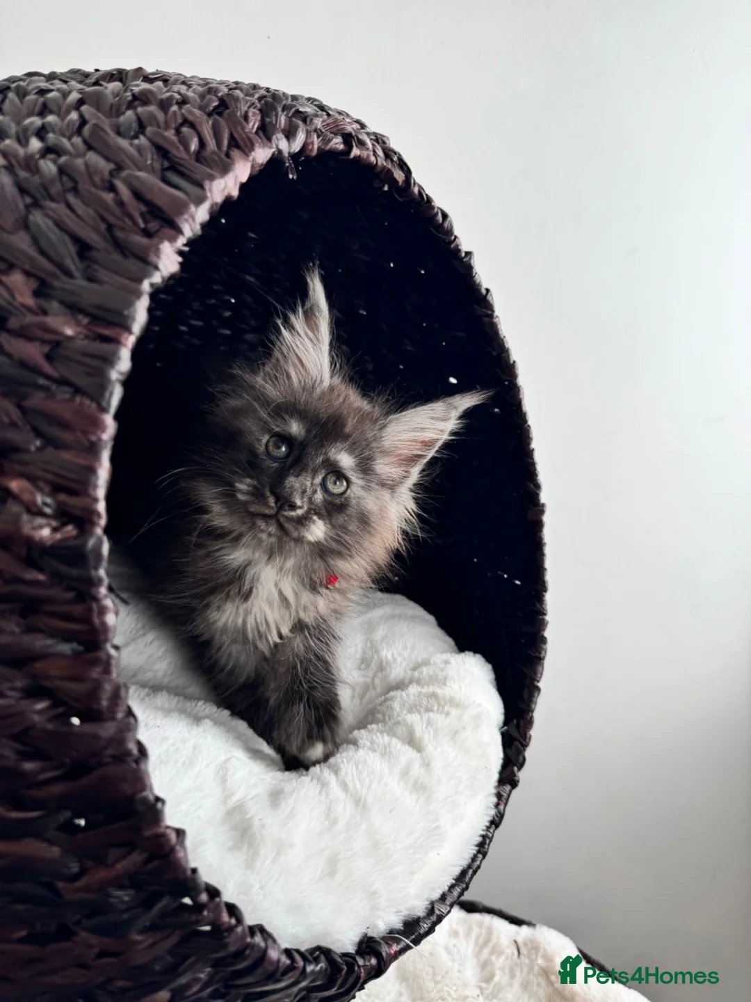 Maine Coon cats for sale: Black Smoke XL Maine Coon Female TICA Registered - Advert 1