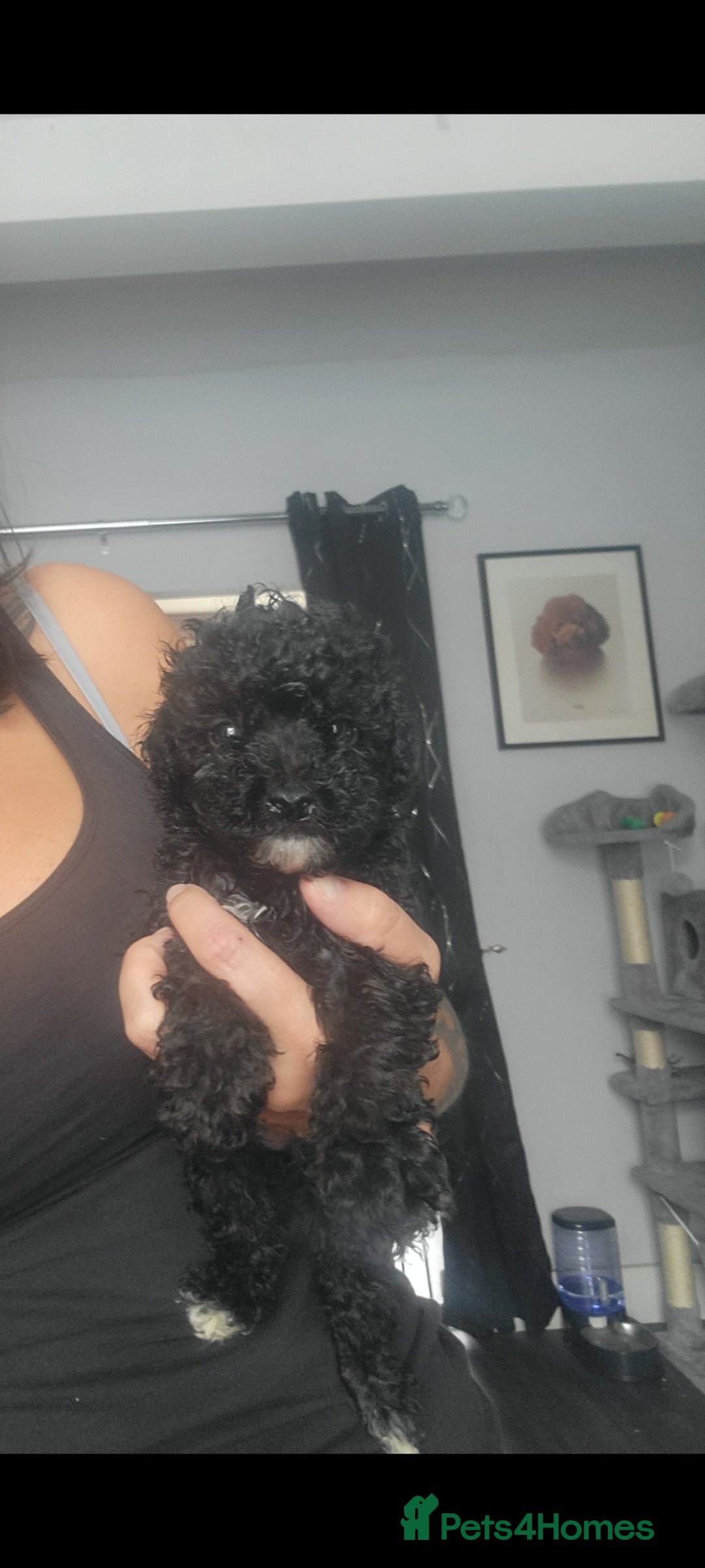 Toy Poodle dogs for sale: **Beautiful Toy Poodle Babies** - Image 6