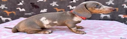 Miniature Dachshund dogs for sale: Miniature Dachshund- KC Registered - Advert 4
