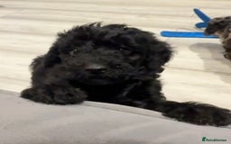 Labradoodle dogs for sale: F1bb labradoodle puppies black curly coat 🧬 clear - Image 11