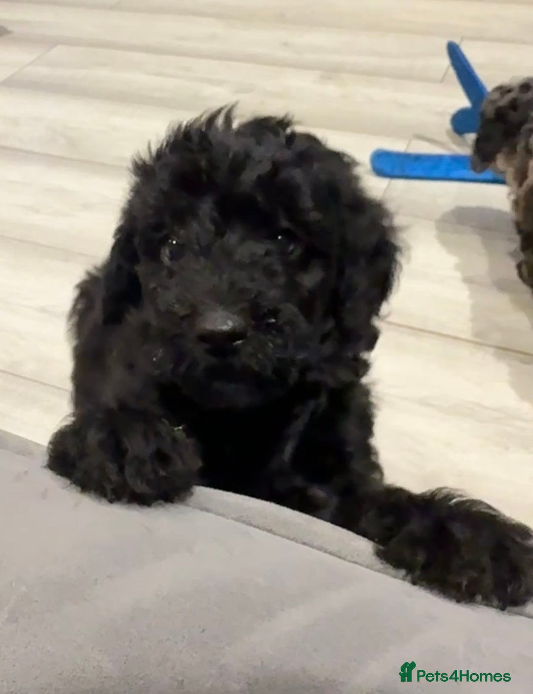 Labradoodle dogs for sale: F1bb labradoodle puppies black curly coat 🧬 clear - Image 11