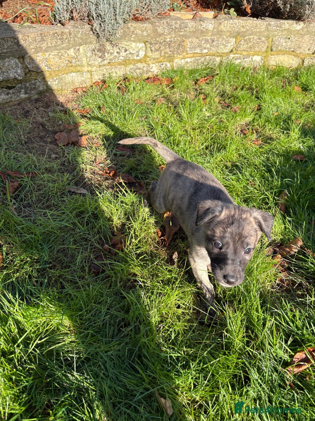 Lurcher dogs for sale: Lurcher Pups - 4 x boys - Advert 7