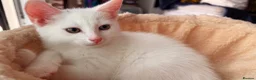 Domestic Shorthair cats for sale: Precious white cat for sale💕 - Advert 6