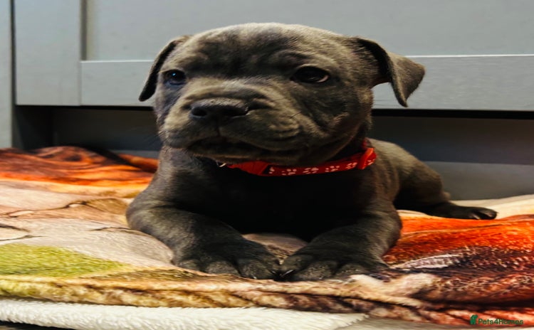 Staffordshire Bull Terrier dogs KC Registered Blue Staffordshire bull terrier - Advert 3