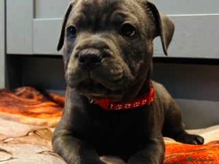 Staffordshire Bull Terrier dogs KC Registered Blue Staffordshire bull terrier - Advert 8