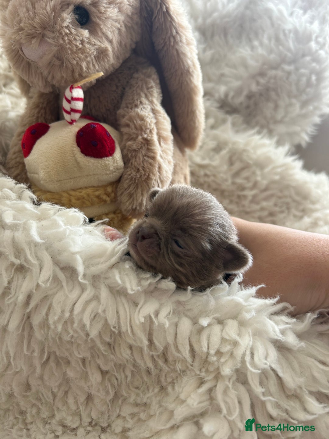 Chihuahua dogs for sale: 🔥🔥stunning chihuahua pups🔥🔥 - Image 7