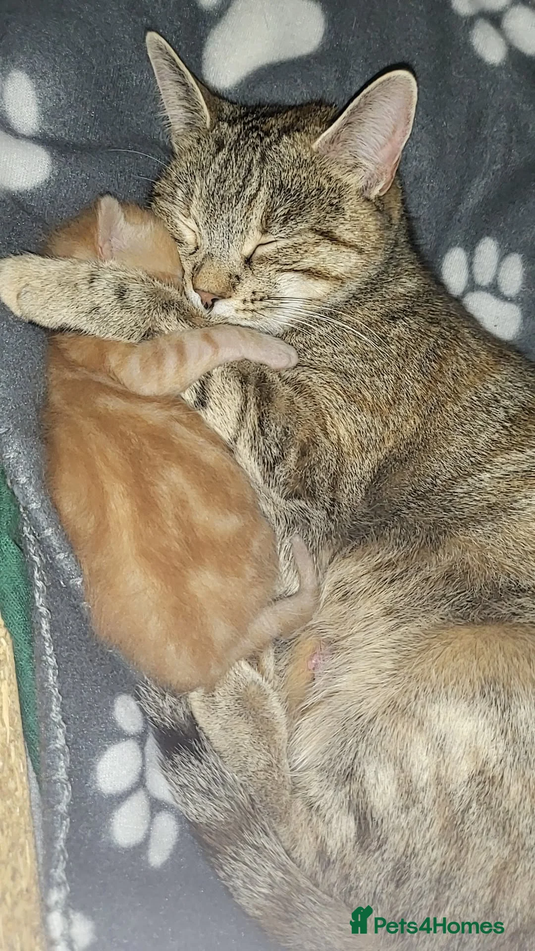 British Shorthair cats for sale: Beautiful boy orange cat - Advert 2