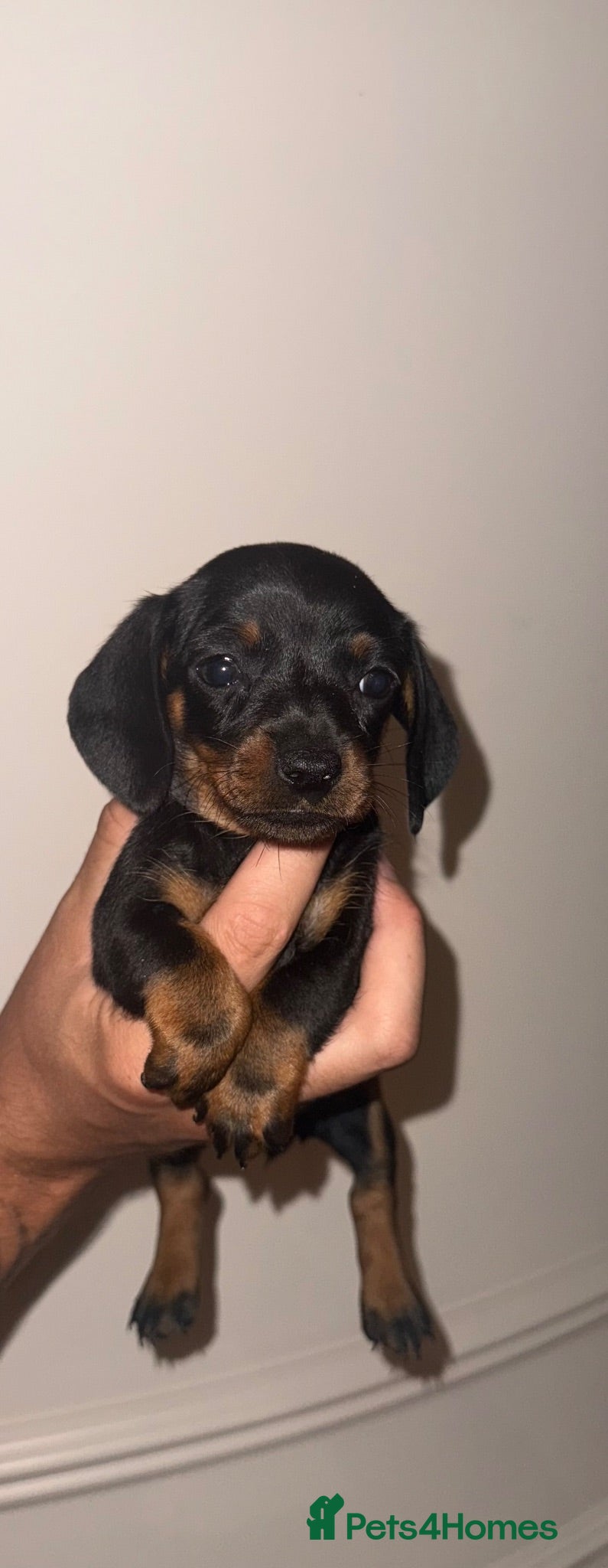 Miniature Dachshund dogs Kc Miniature daschund puppies - Advert 1