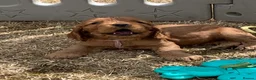 Cocker Spaniel dogs for sale: Outstanding Show Cocker Spaniels KC Reg - Advert 15