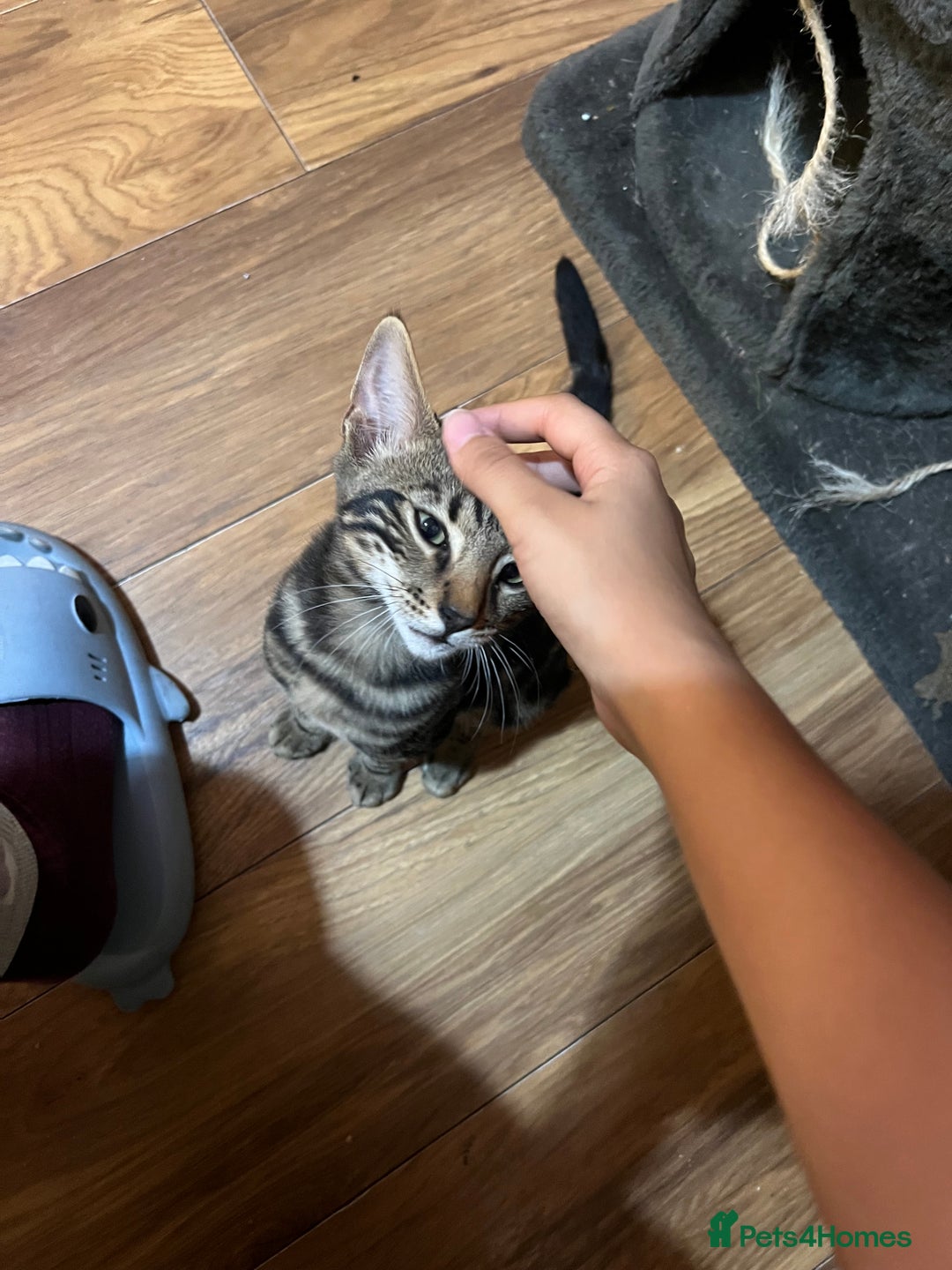 Mixed Breed cats for sale: HALF BENGAL KITTENS FOR SALE - Advert 4