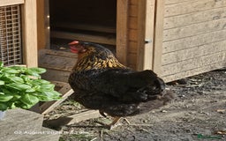Chickens poultry for sale: 2x Rhode Rock Hens For Sale - Image 7