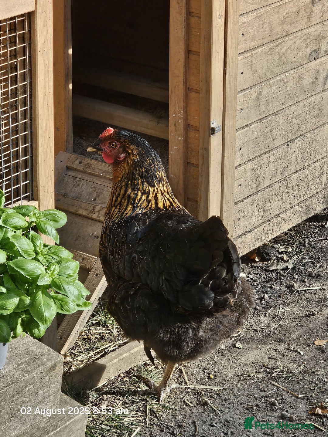 Chickens poultry for sale: 2x Rhode Rock Hens For Sale - Image 7