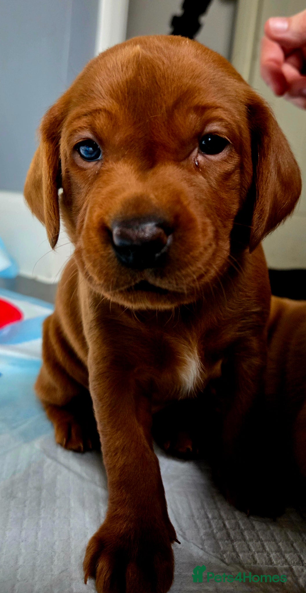 Labrador Retriever dogs **2 BOYS LEFT** Dark Fox Red Labrador Puppies - Advert 17