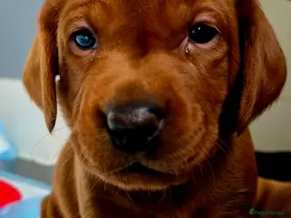 Labrador Retriever dogs **2 BOYS LEFT** Dark Fox Red Labrador Puppies - Advert 17