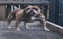 Old Tyme Bulldog dogs for sale: Oeb pups looking for forever homes 🏡  - Image 14