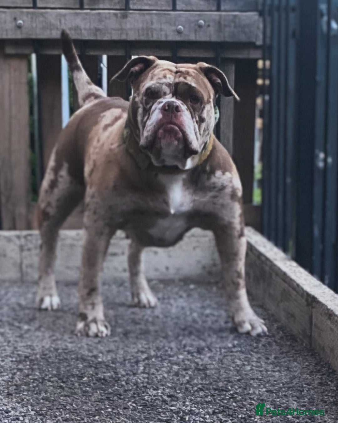 Old Tyme Bulldog dogs for sale: Oeb pups looking for forever homes 🏡  - Image 14