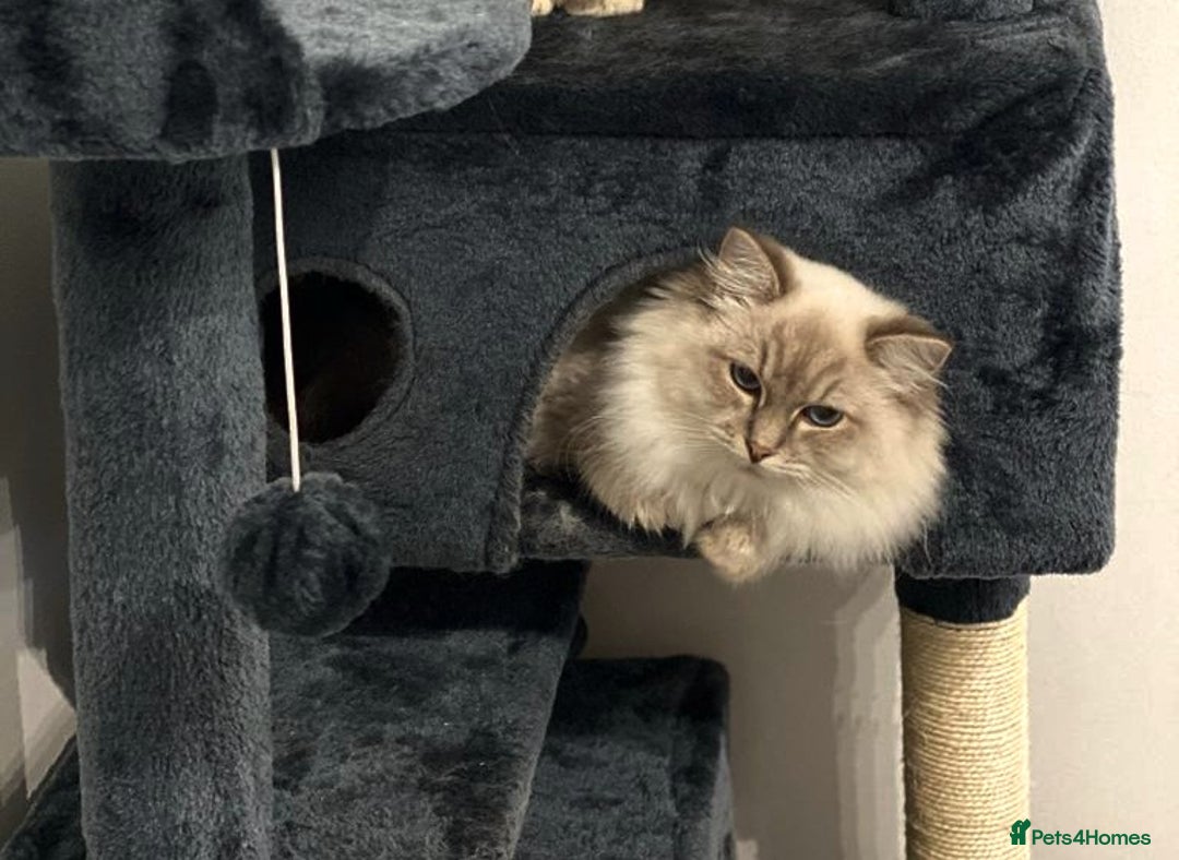 Ragdoll cats for sale: Stunning ragdoll kittens  - Image 4