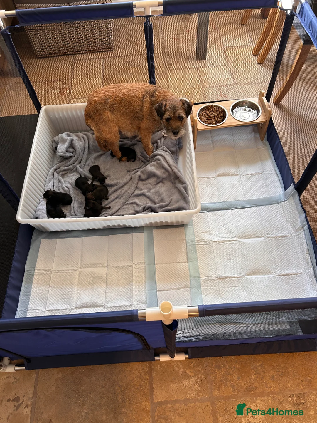 Border Terrier dogs for sale: KC reg Border terrier puppies  - Advert 8