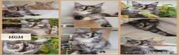 Maine Coon cats for sale: 🤍🐈‍⬛GORGEOUS 8 WEEK OLD MAINE COON KITTENS🐈‍⬛🤍 - Advert 15