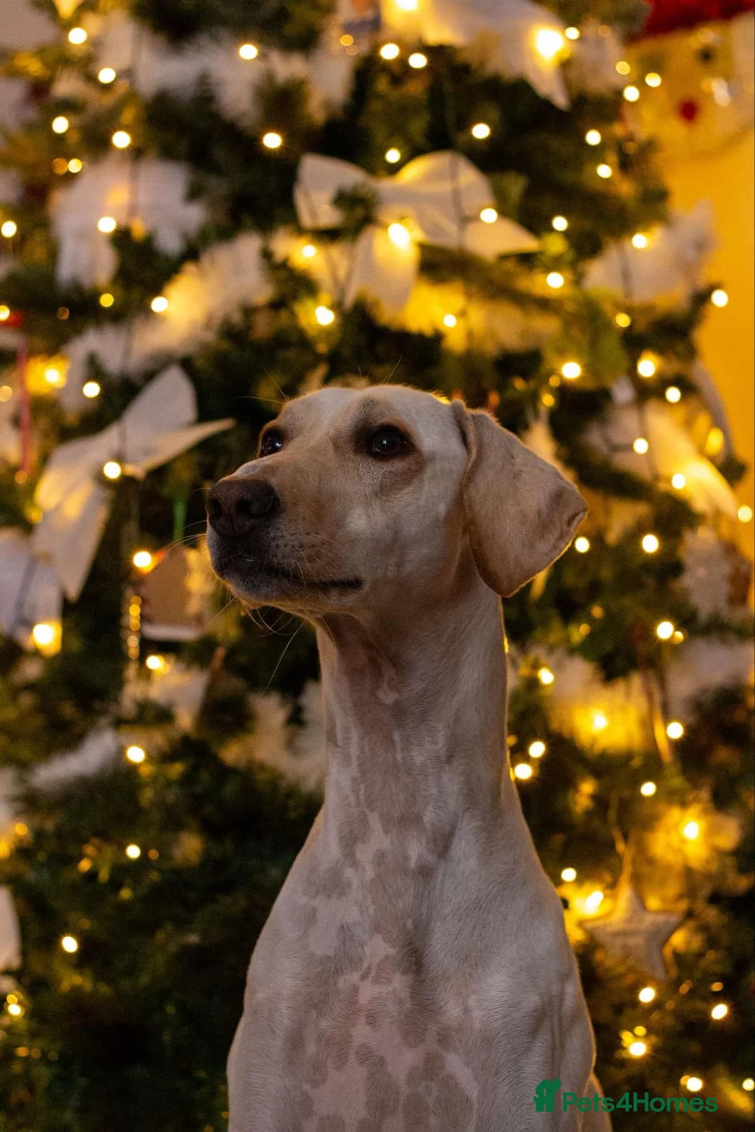 Mixed Breed dogs for sale: Beautiful pup  - Advert 3