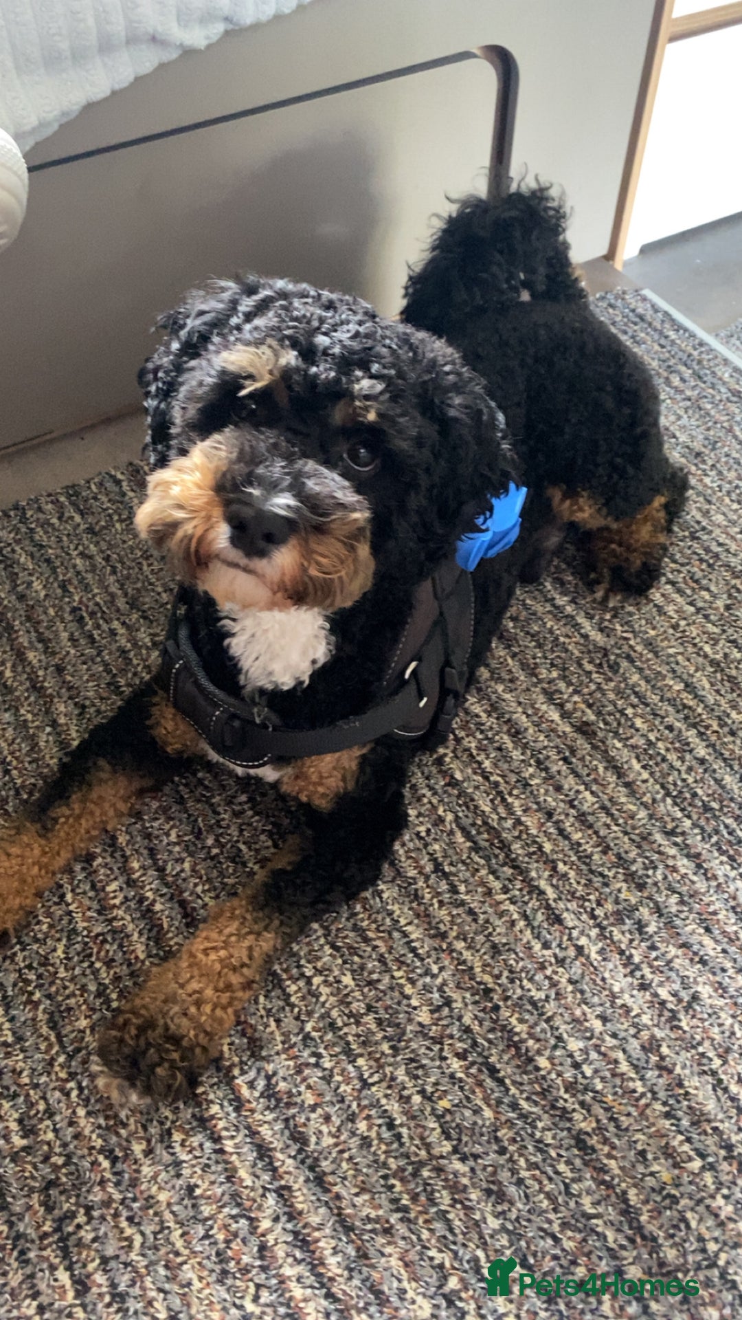 Shihpoo dogs for stud: Shih-poo for stud - Image 4