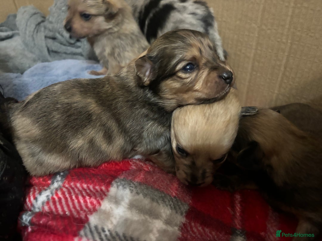 Chihuahua dogs for sale: Merle Chihuahuas 🩵 🩷 3 boys 2 girls available  - Advert 5