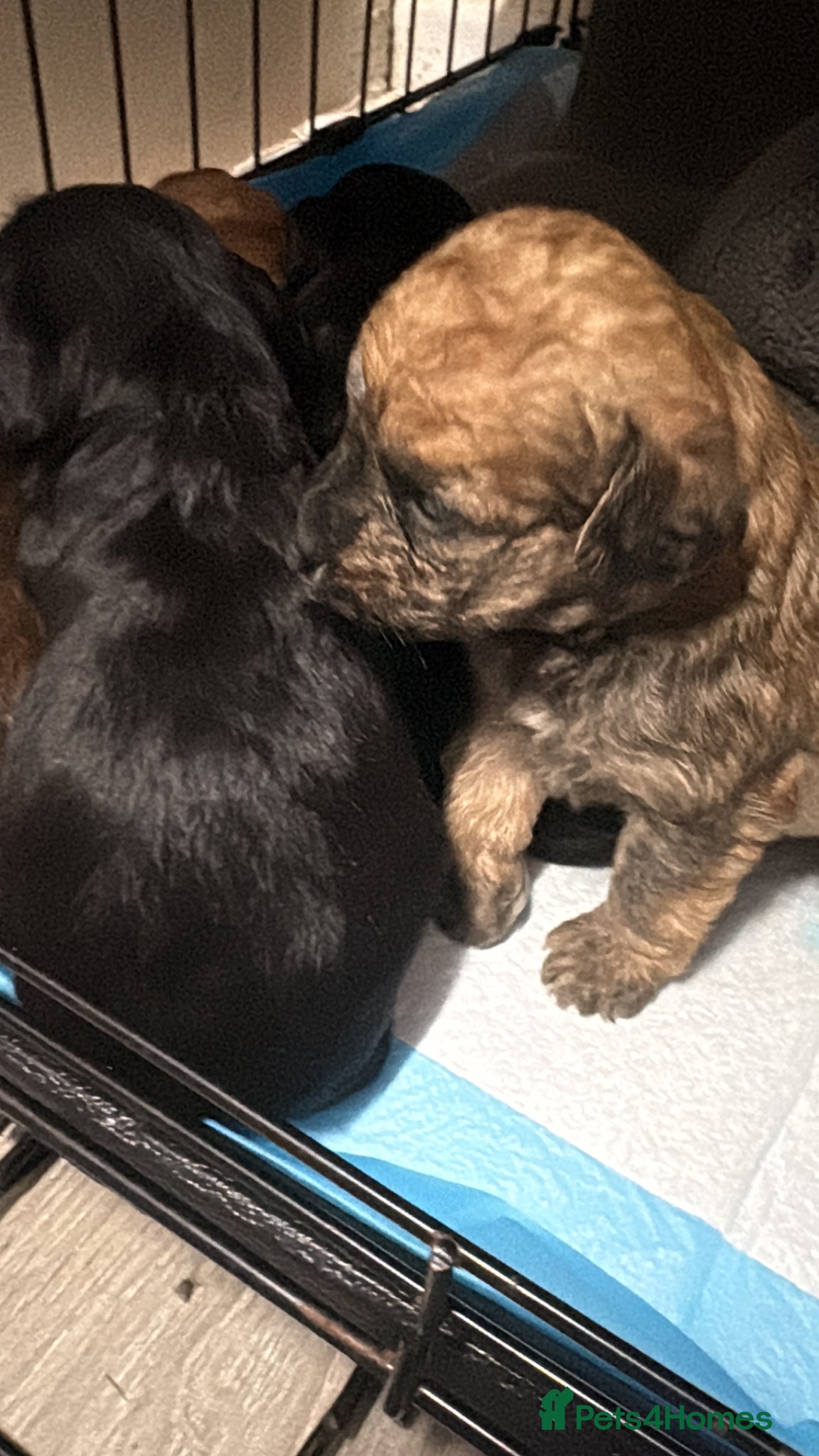Mixed Breed dogs 2 boys and 3 girls Jackapoo puppies  - Advert 1