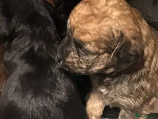 Mixed Breed dogs 2 boys and 3 girls Jackapoo puppies - Advert 1