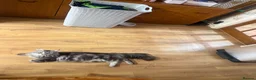 Maine Coon cats for sale: Maine Coon kittens - Advert 2