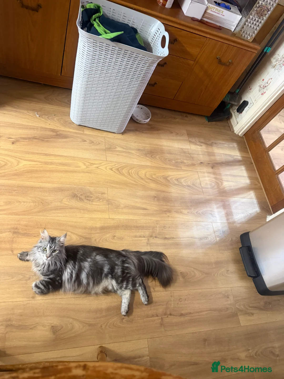 Maine Coon cats for sale: Maine Coon kittens - Advert 2