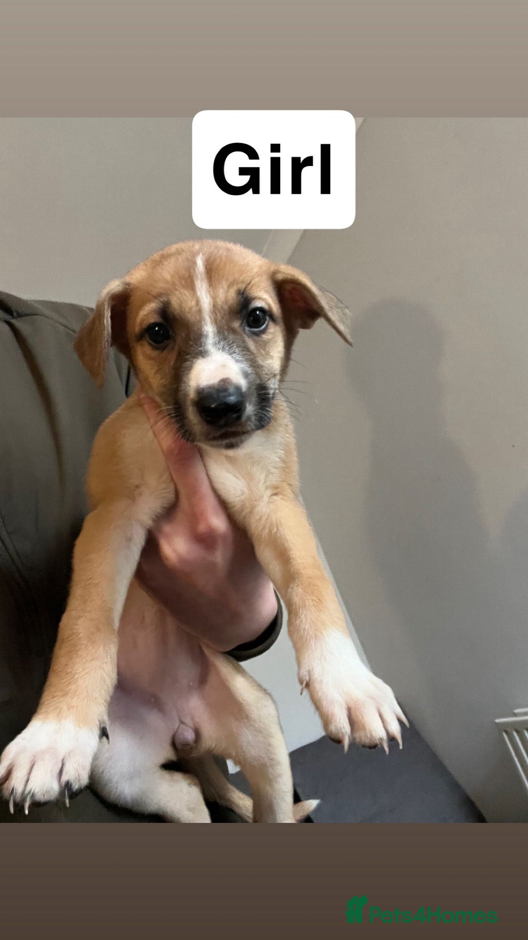 Mixed Breed dogs for sale: German shepard x - Advert 6