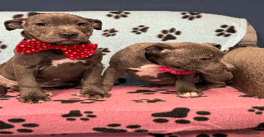 Staffordshire Bull Terrier dogs - Advert 7