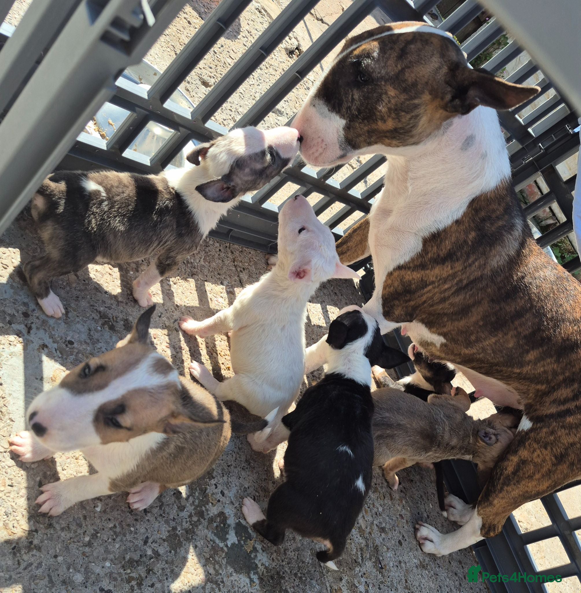 English Bull Terrier dogs English Bull pups ready to leave - Advert 1