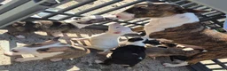 English Bull Terrier dogs for sale: English Bull pups ready to leave - Advert 1